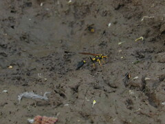 Sceliphron asiaticum