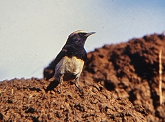 Oenanthe lugubris schalowi