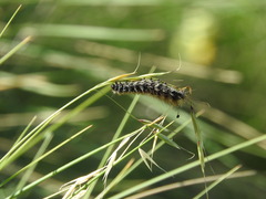 Spiris striata