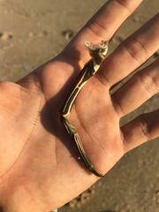 Panulirus penicillatus