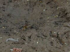 Sceliphron asiaticum