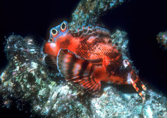 Dendrochirus biocellatus