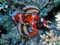 Dendrochirus biocellatus