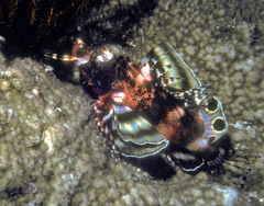 Dendrochirus biocellatus