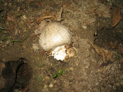 Agaricus moelleri