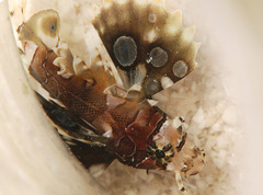 Dendrochirus biocellatus