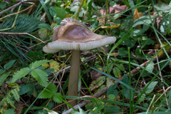 Amanita vaginata