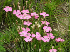 Dianthus pavonius