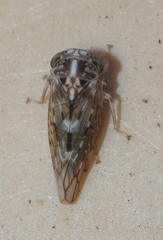 Stenidiocerus poecilus