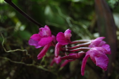 Comparettia falcata