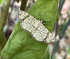 Haritalodes polycymalis