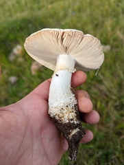 Amanita echinocephala