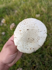 Amanita echinocephala