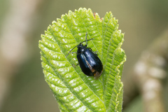 Agelastica alni