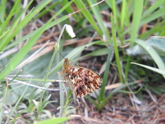 Boloria titania