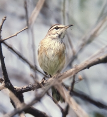 Cercotrichas leucophrys