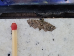 Pasiphilodes testulata