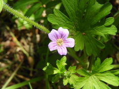Geranium sessiliflorum
