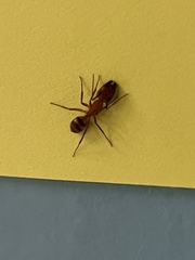 Camponotus conspicuus