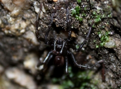 Hebestatis theveneti