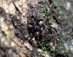 Hebestatis theveneti