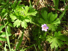 Geranium sessiliflorum