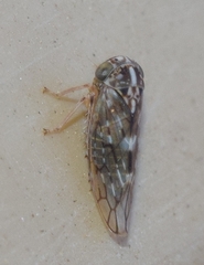 Stenidiocerus poecilus