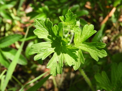 Geranium sessiliflorum