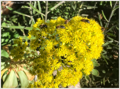 Colletes dimidiatus