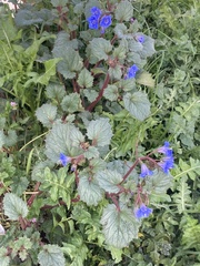 Phacelia minor