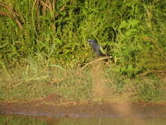 Cyanoloxia brissonii