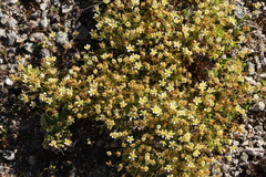 Saxifraga bryoides