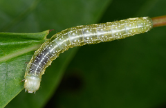 Lithophane antennata