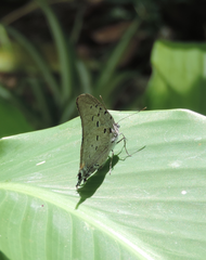Pseudolycaena marsyas