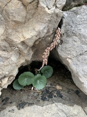 Umbilicus intermedius