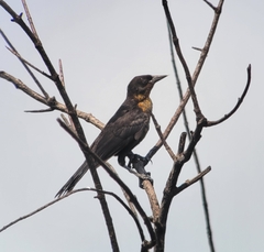 Amblyramphus holosericeus