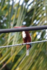 Halcyon smyrnensis perpulchra