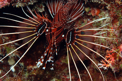 Pterois antennata