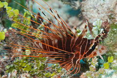 Pterois antennata