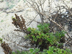 Artemisia campestris maritima