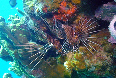 Pterois antennata
