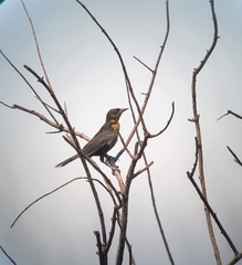 Amblyramphus holosericeus