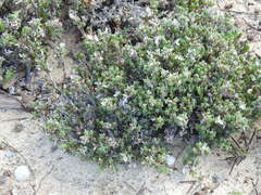 Crucianella maritima