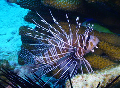 Pterois antennata