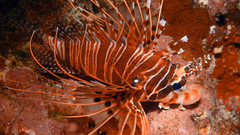 Pterois antennata