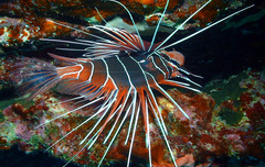 Pterois radiata