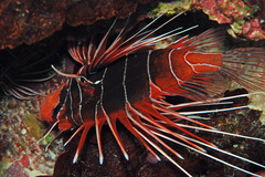 Pterois radiata