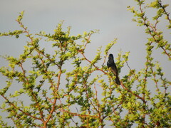 Cyanoloxia brissonii