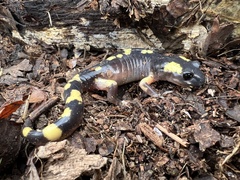 Ensatina eschscholtzii croceater