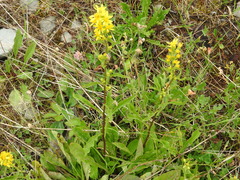 Solidago virgaurea